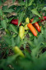 American Spoon Jalapeño Pepper Jelly